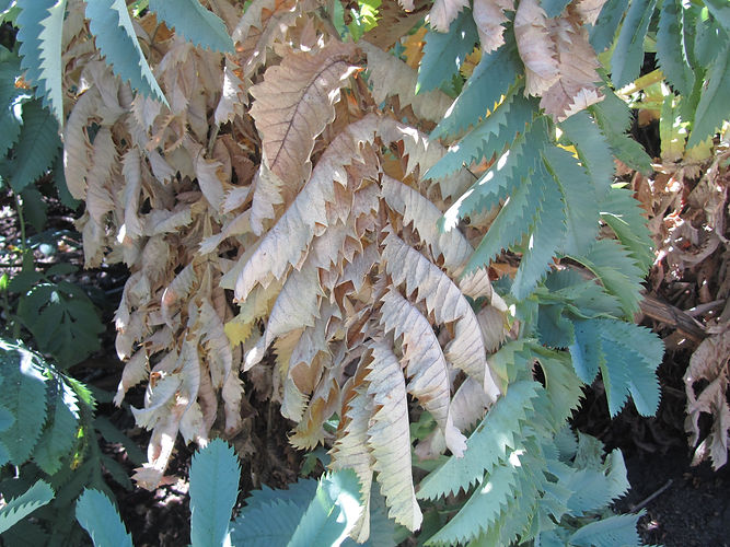 IMG_2203 (Populus tremuloides).jpg