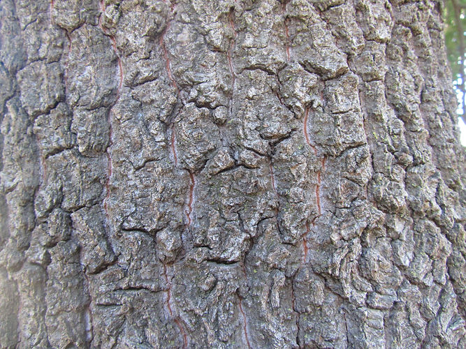 IMG_2203 (Populus tremuloides).jpg
