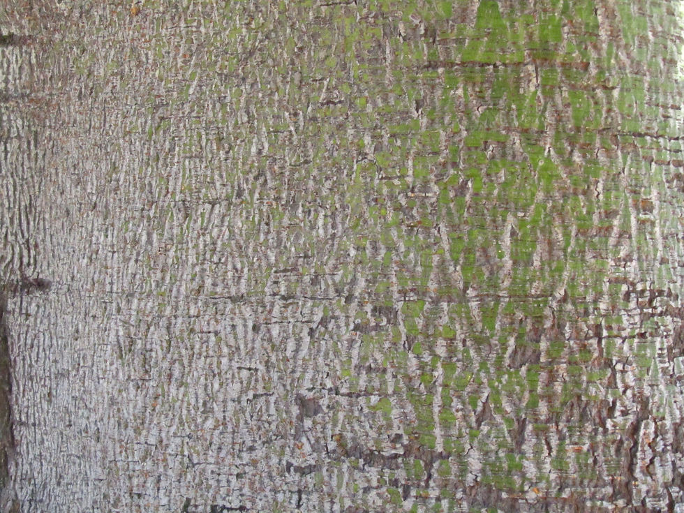 Brachychiton rupestris
