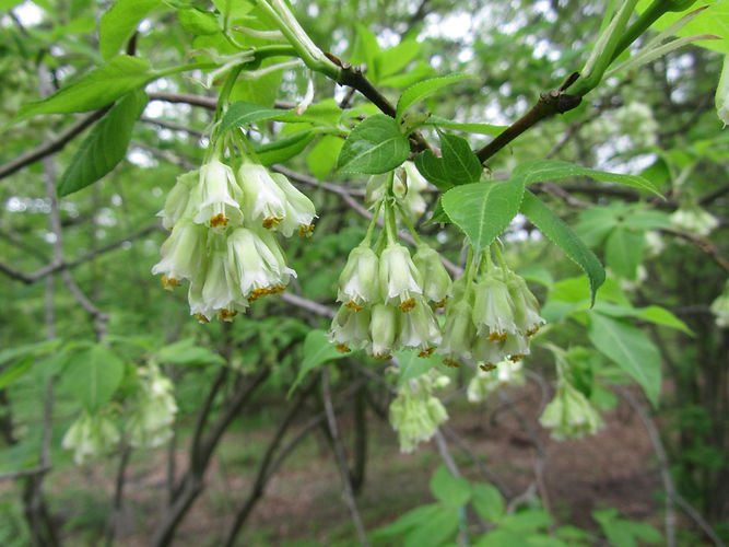 IMG_2203 (Populus tremuloides).jpg