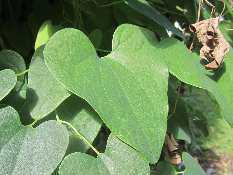 Aristolochia contorta 