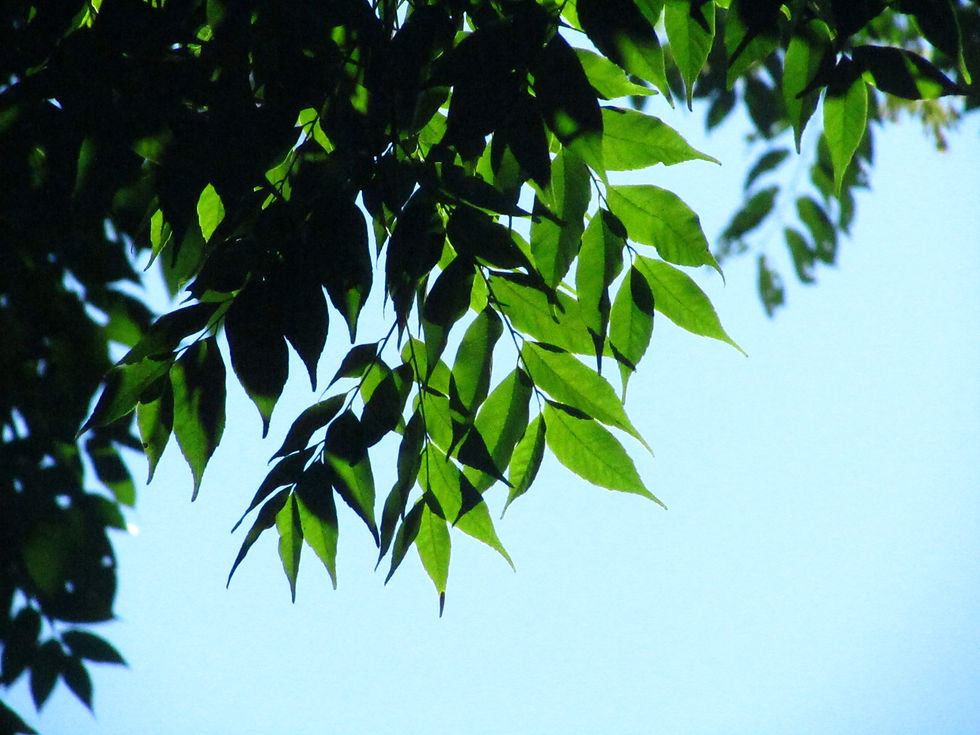 Koelreuteria bipinnata