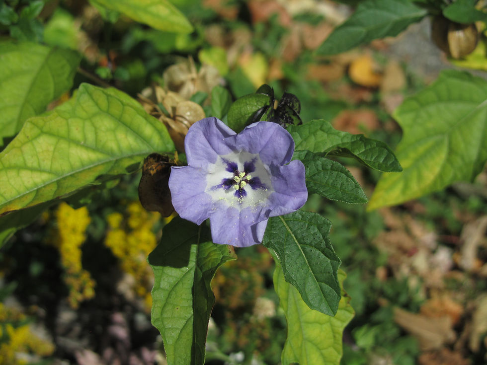 Nicandra physalodes