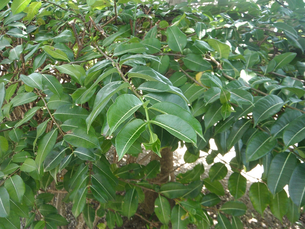 Cryptostegia madagascariensis