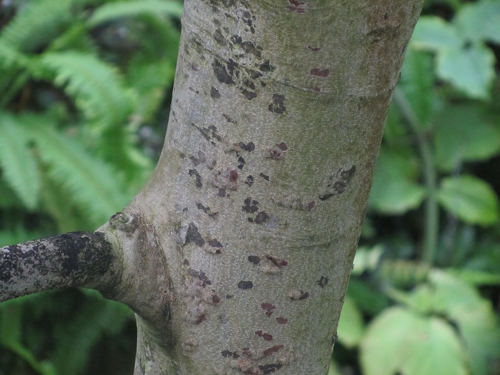 Litchi chinensis