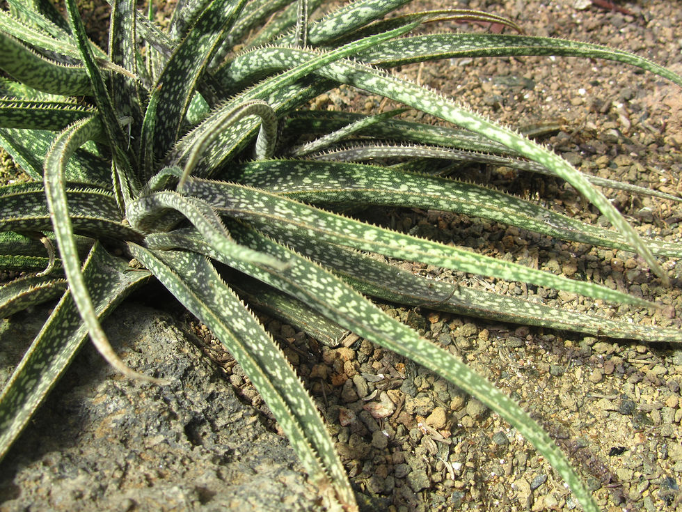Aloe perryi