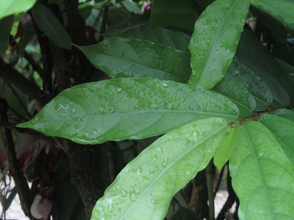 Aristolochia salvadorensis