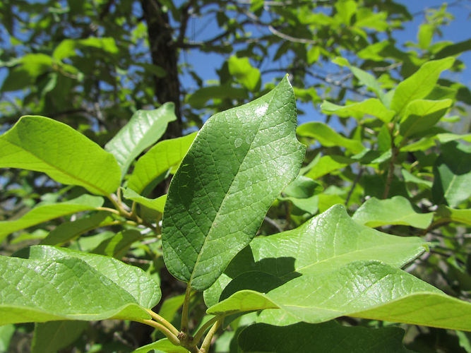 IMG_2203 (Populus tremuloides).jpg