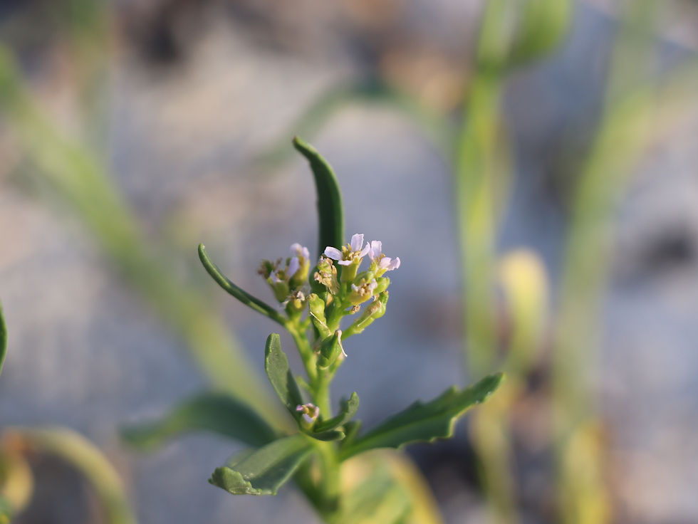 Cakile edentula ssp. edentula