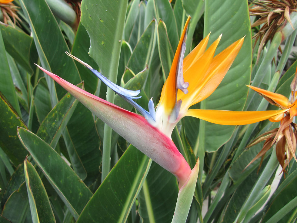 Strelitzia reginae
