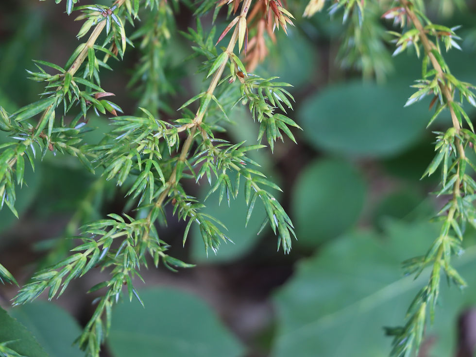 Juniperus communis