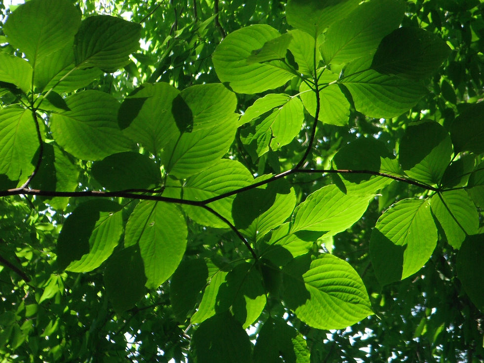 Cornus controversa