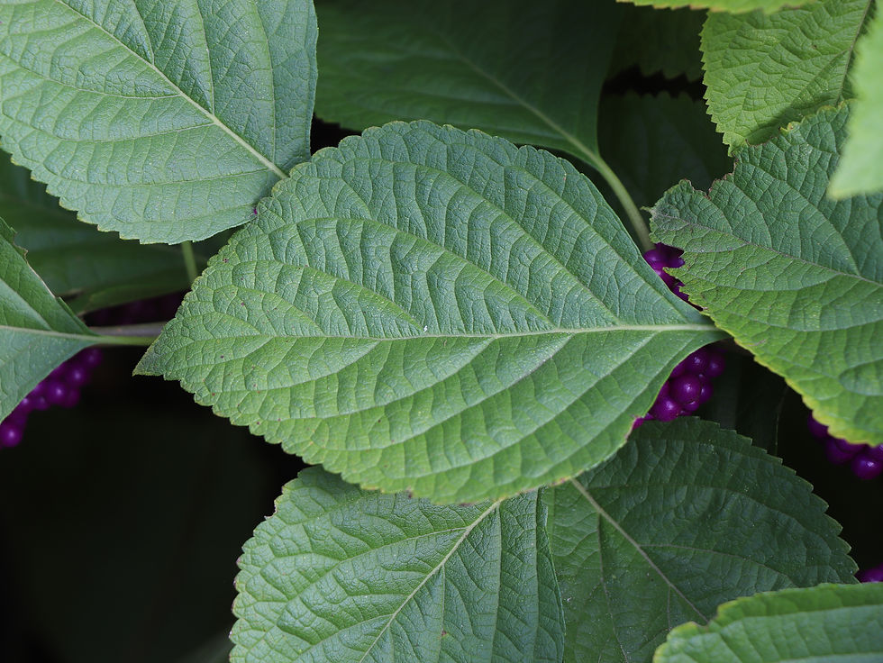 Callicarpa americana