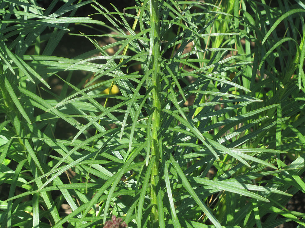 Liatris spicata 'Kobold'