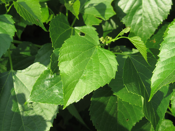 IMG_2203 (Populus tremuloides).jpg
