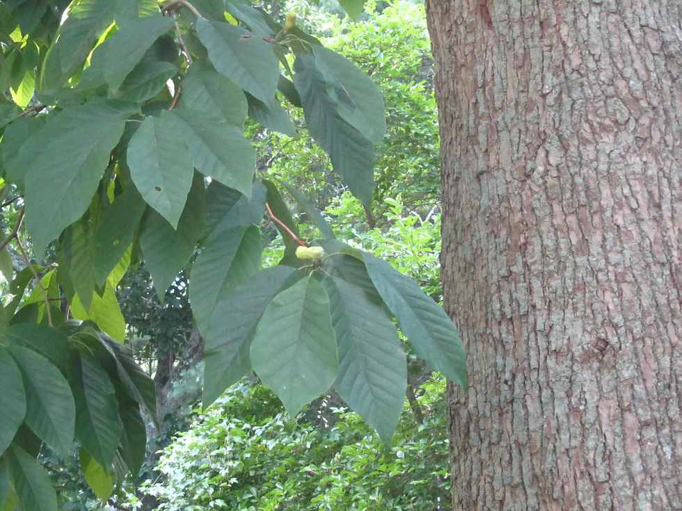 Magnolia acuminata