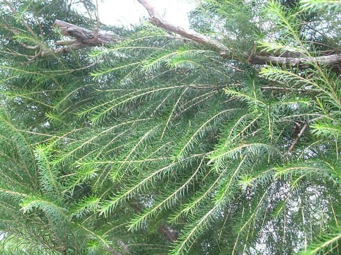 IMG_2203 (Populus tremuloides).jpg