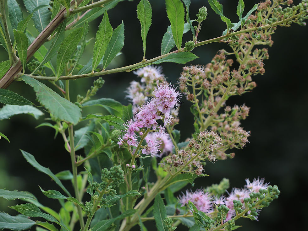 Spiraea douglasii var. menziesii
