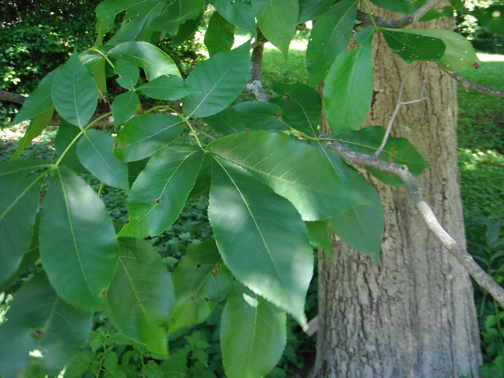 Carya glabra