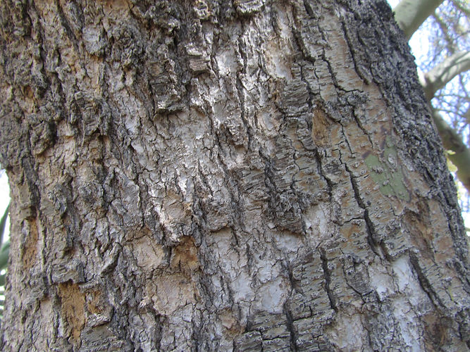 IMG_2203 (Populus tremuloides).jpg