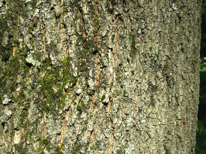 IMG_2203 (Populus tremuloides).jpg