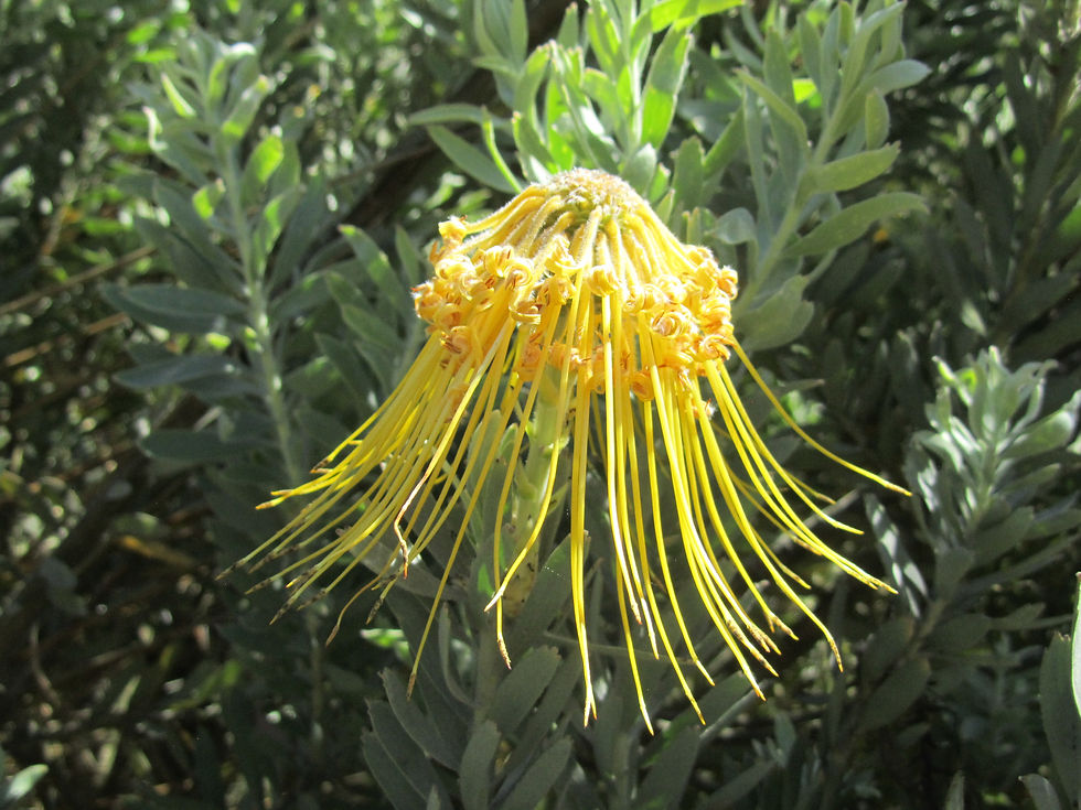 Leucospermum reflexum