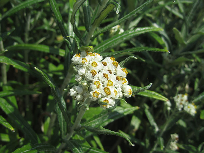 IMG_2203 (Populus tremuloides).jpg