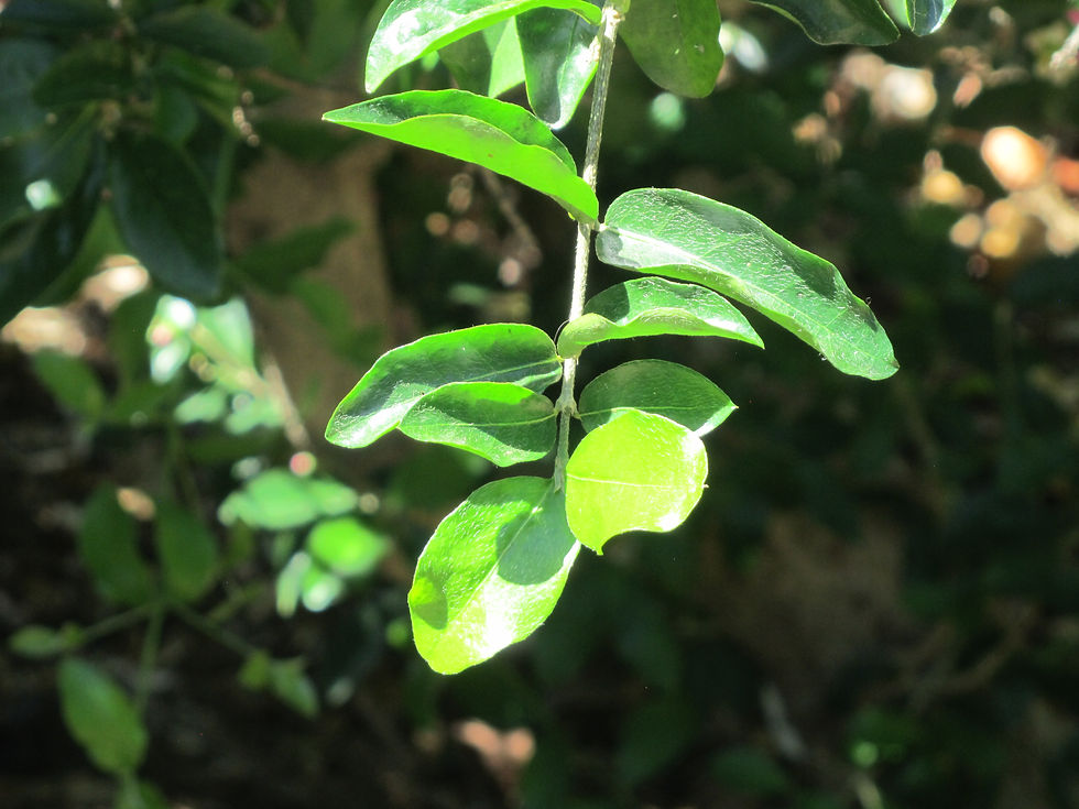 Malpighia glabra 'Manoa Sweet'
