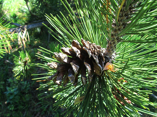 IMG_2203 (Populus tremuloides).jpg