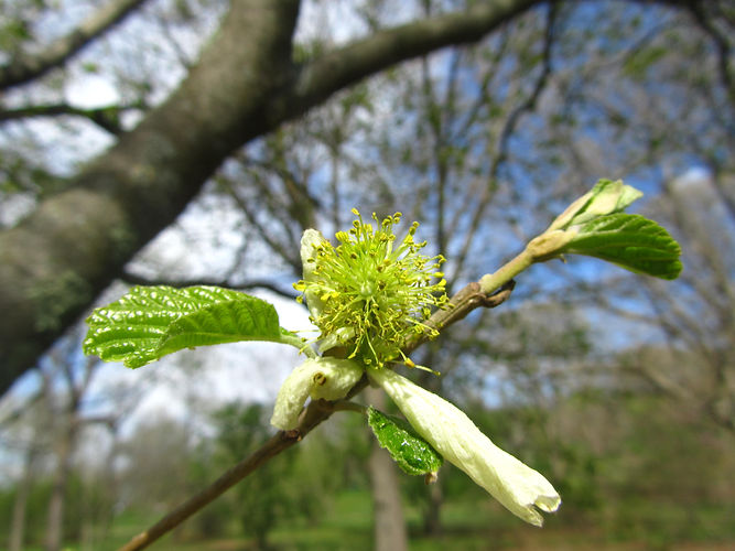 IMG_2203 (Populus tremuloides).jpg