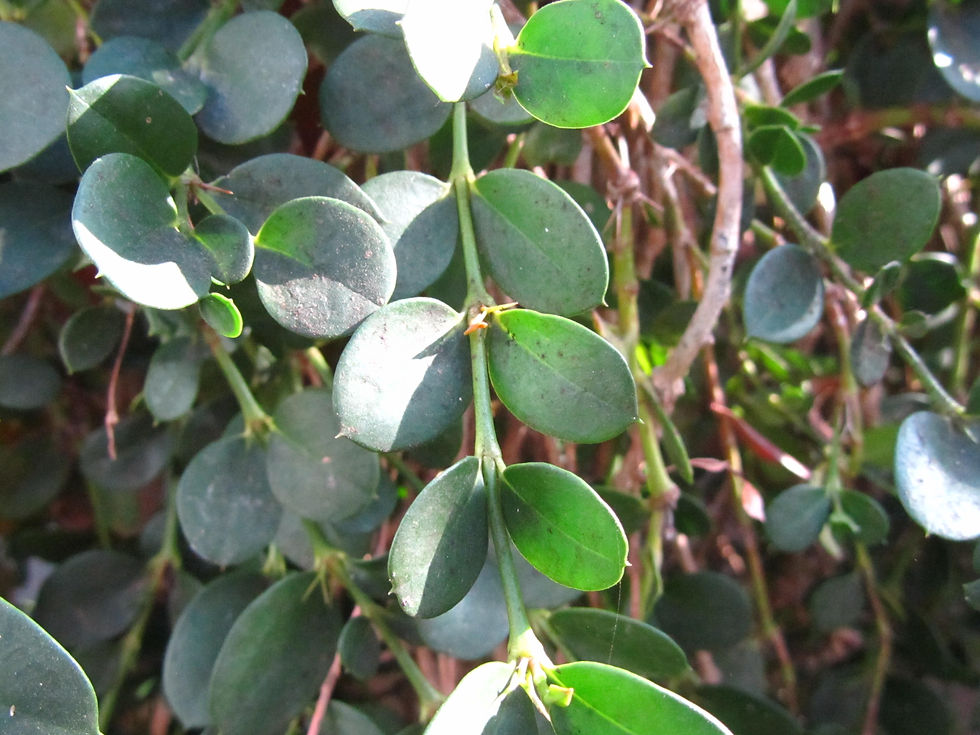 Carissa macrocarpa
