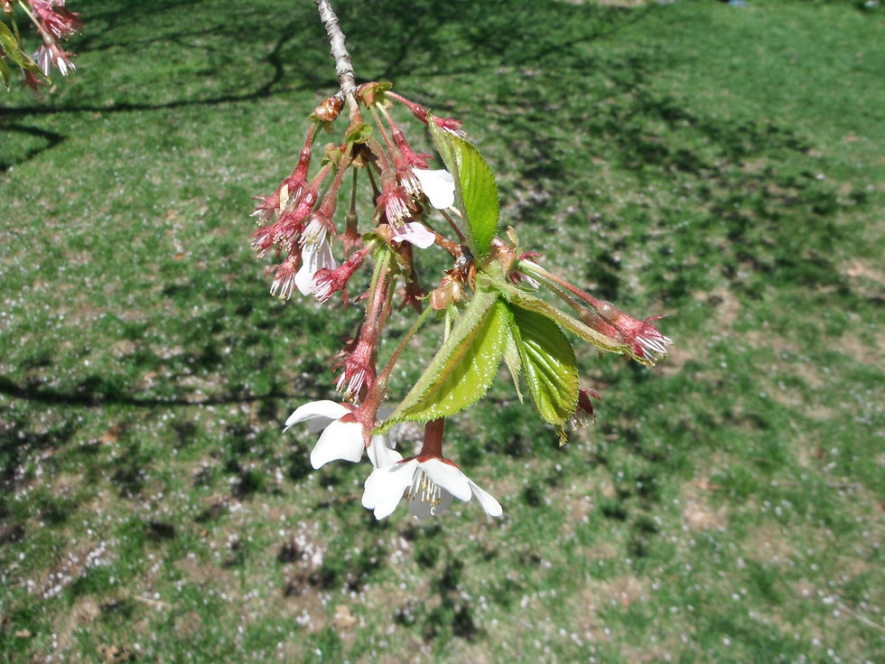 Prunus apetala