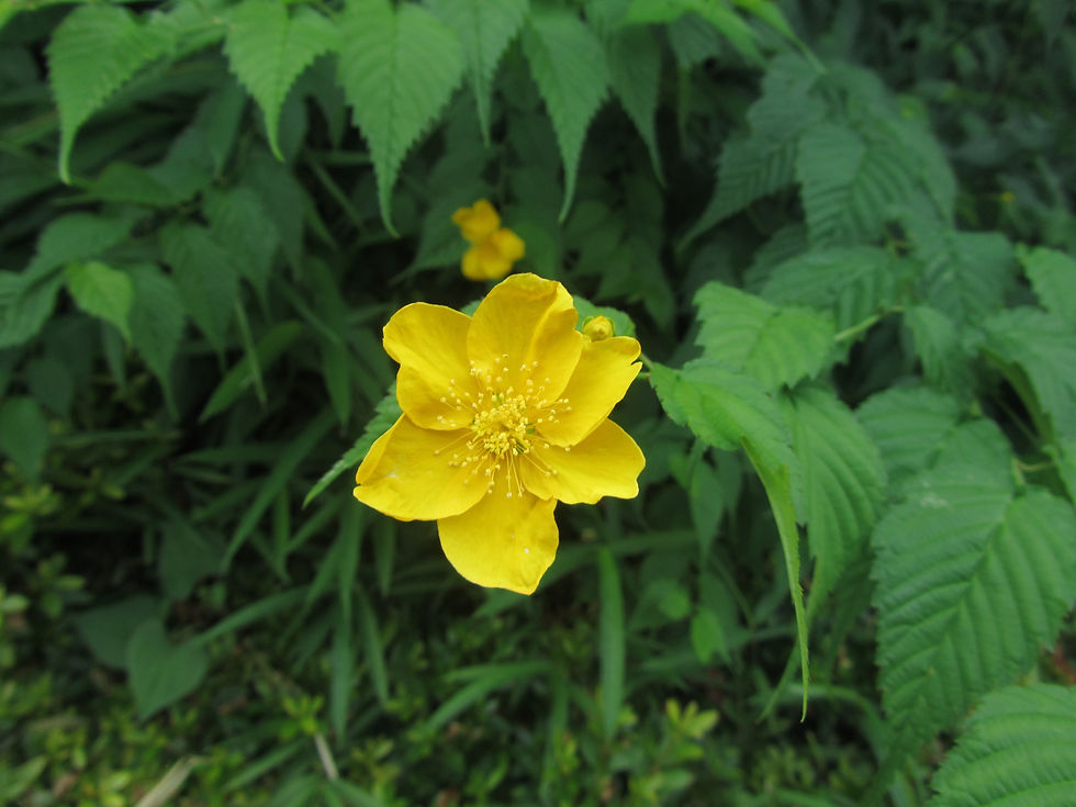 Kerria japonica