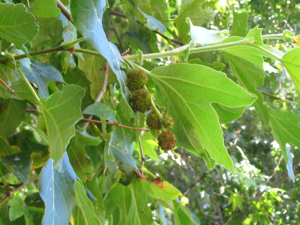 Platanus racemosa