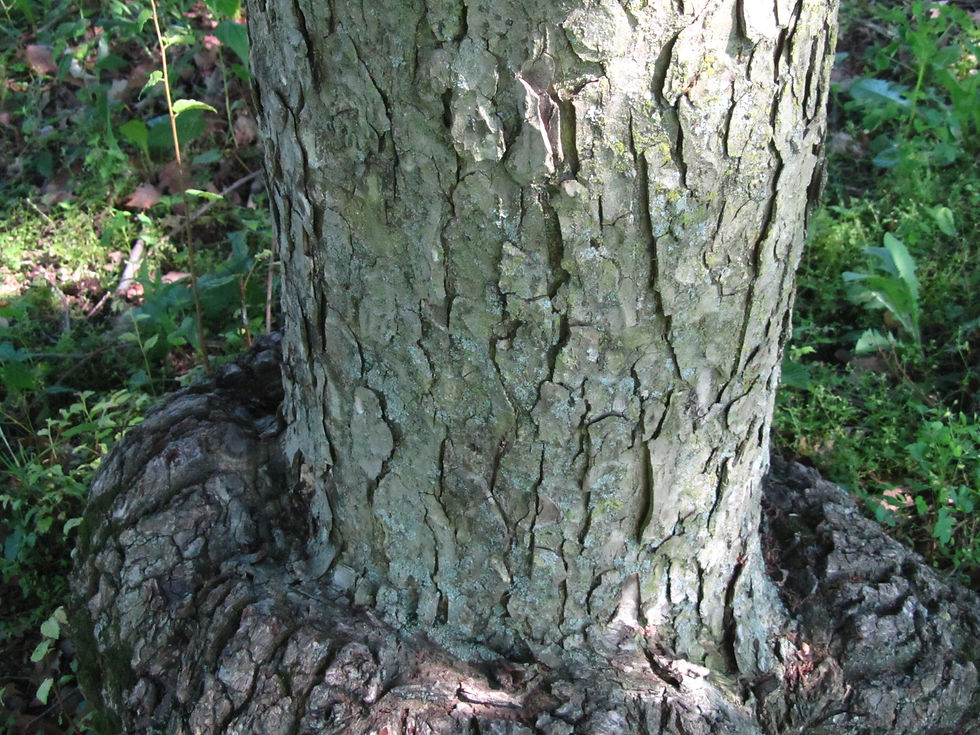Ulmus laciniata