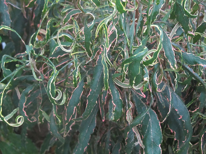 IMG_2203 (Populus tremuloides).jpg