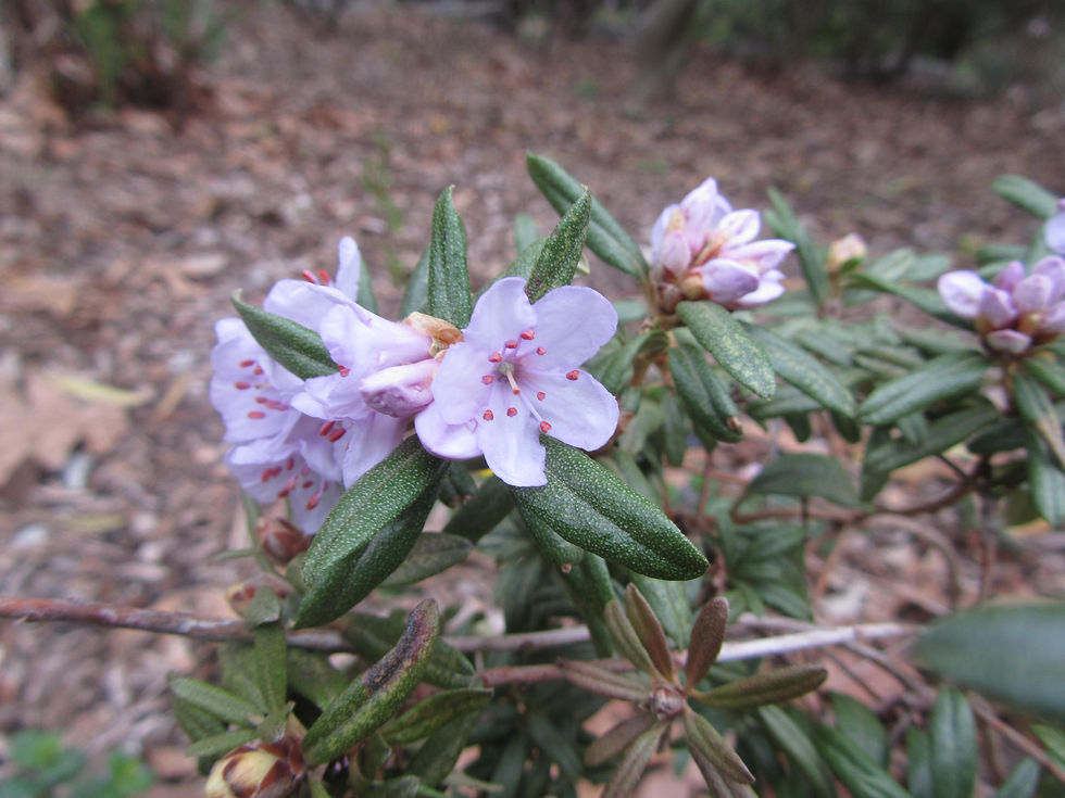 Rhododendron hippophaeoides