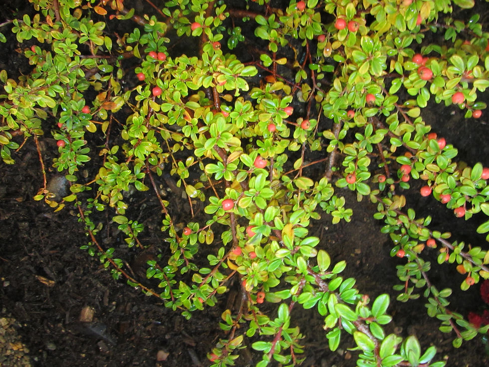 Cotoneaster dammeri