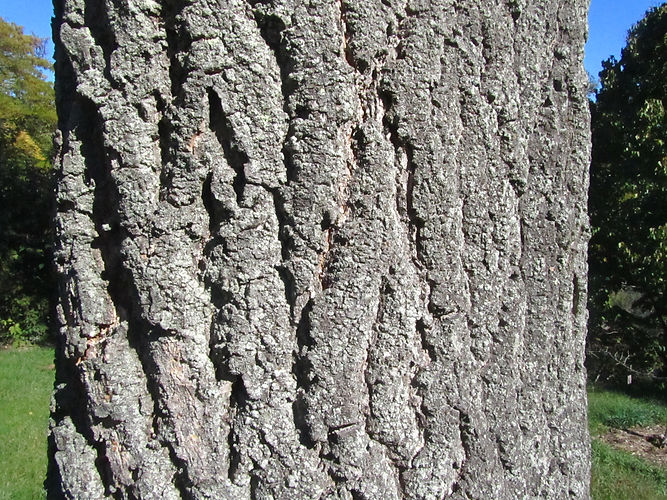 IMG_2203 (Populus tremuloides).jpg