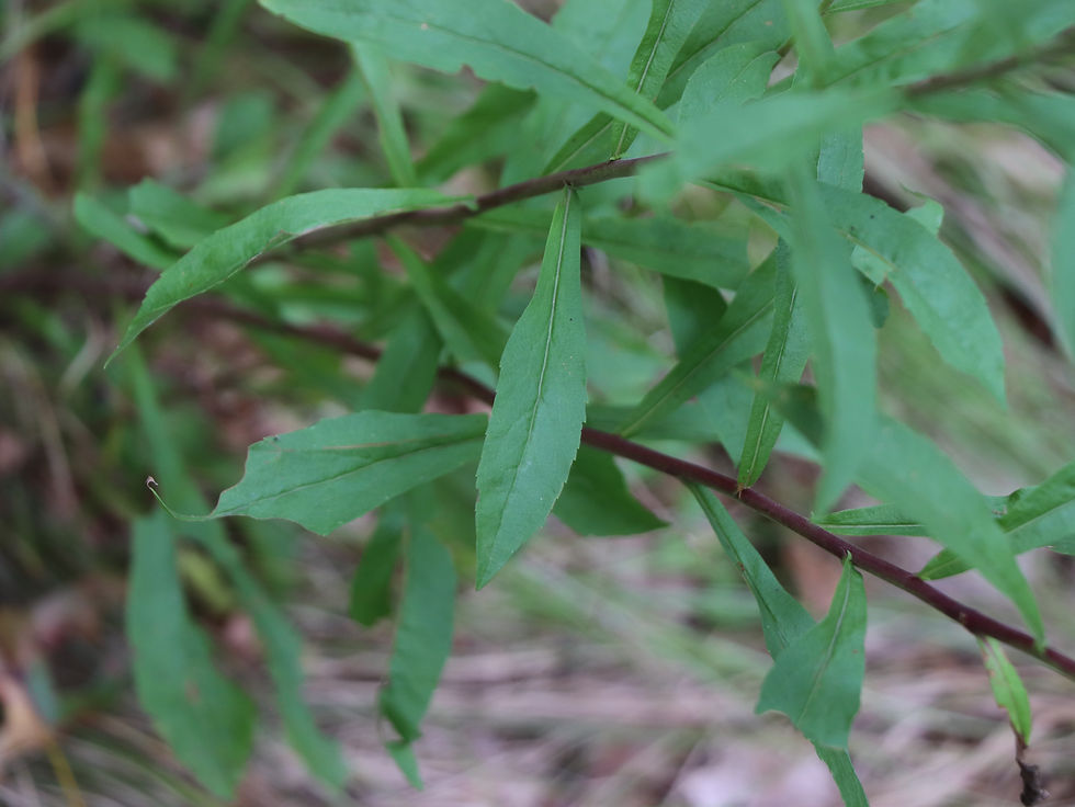 Solidago puberula