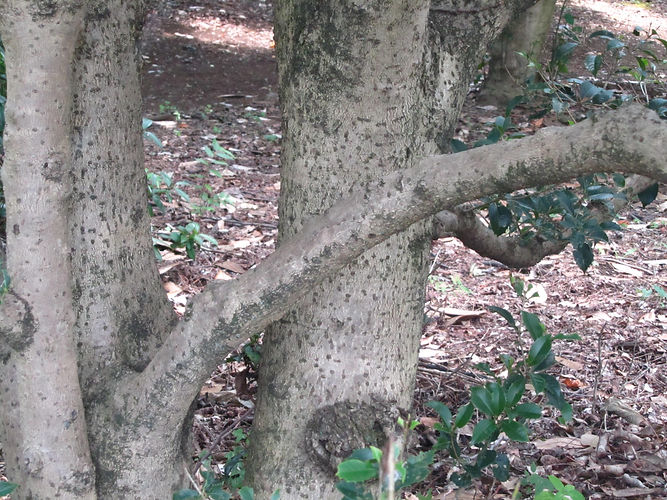 IMG_2203 (Populus tremuloides).jpg