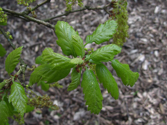 IMG_2203 (Populus tremuloides).jpg