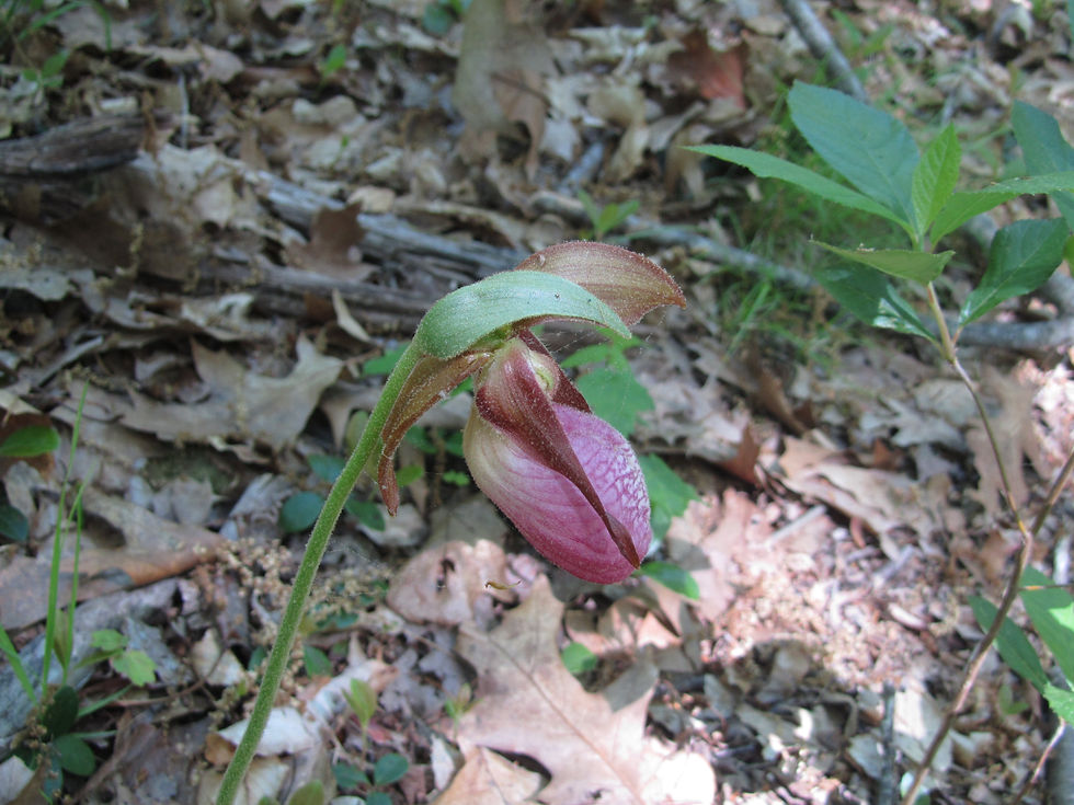 Cypripedium acaule
