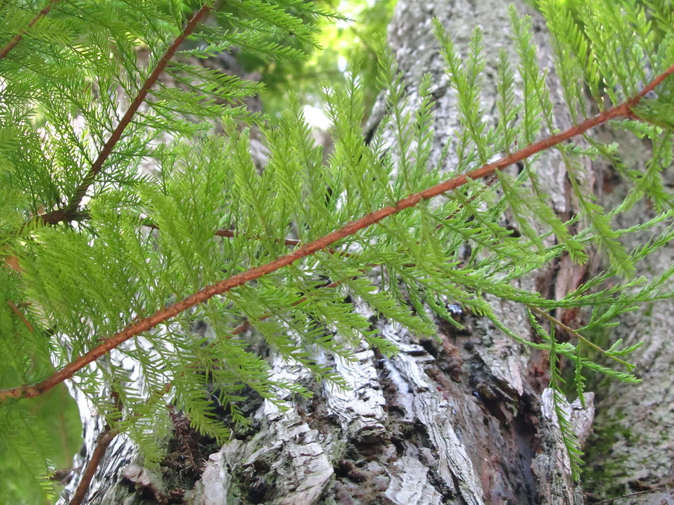 Glyptostrobus pensilis