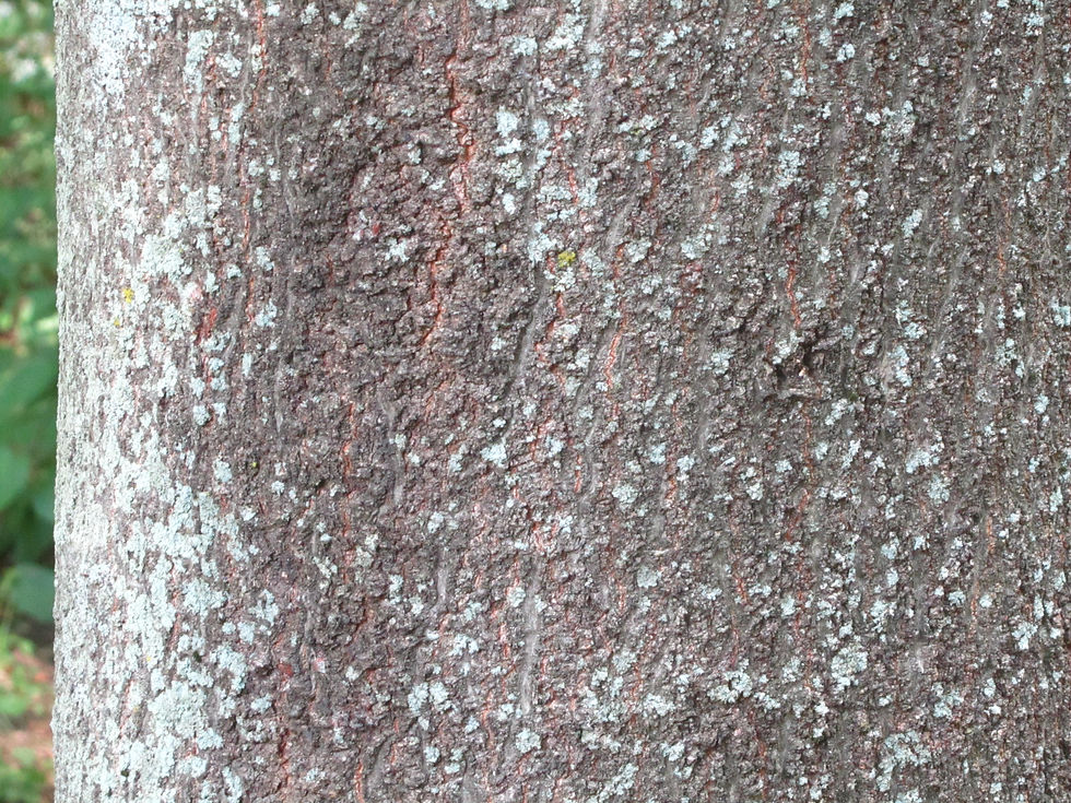 Celtis koraiensis