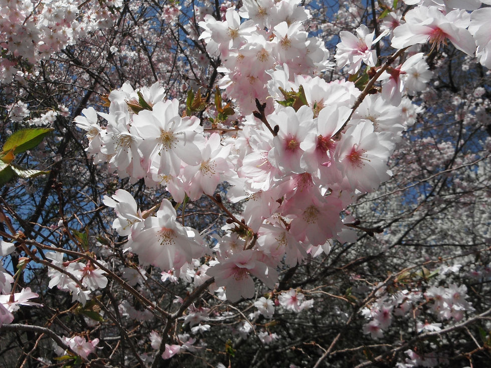 Prunus nipponica