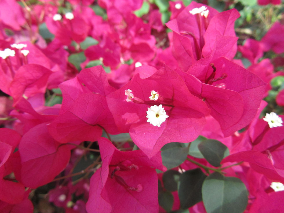 Bougainvillea x buttiana
