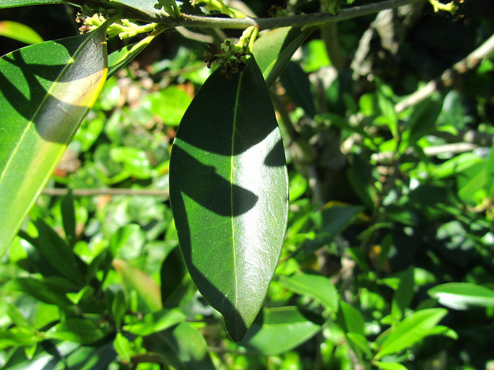 Cartrema americanum