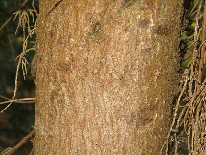IMG_2203 (Populus tremuloides).jpg