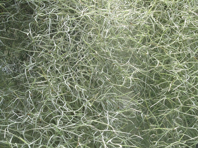 IMG_2203 (Populus tremuloides).jpg